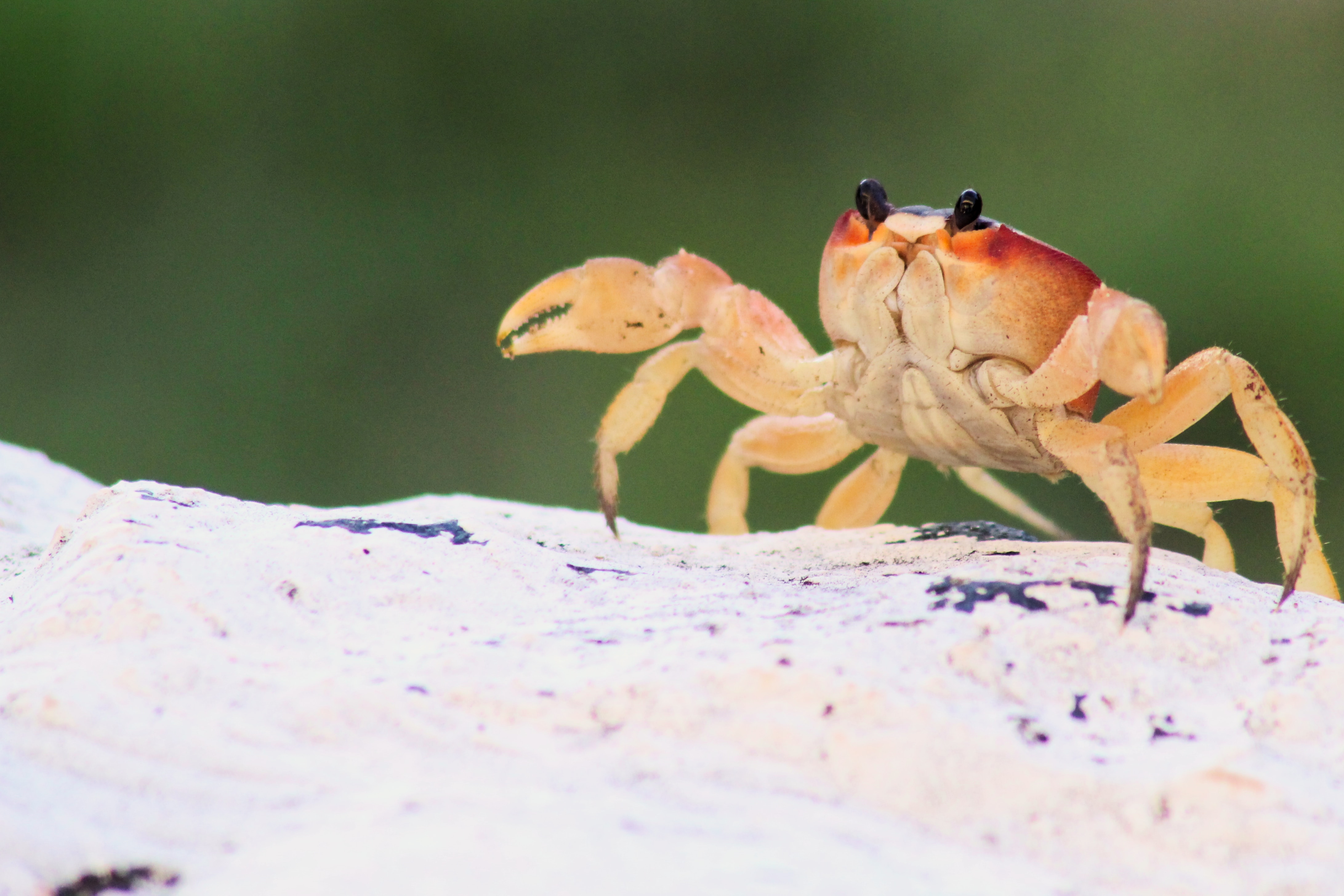 A crab in the sand, representing Ferris, the Rust mascot